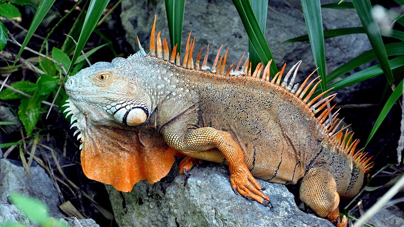 1080P, iguana, reptiles