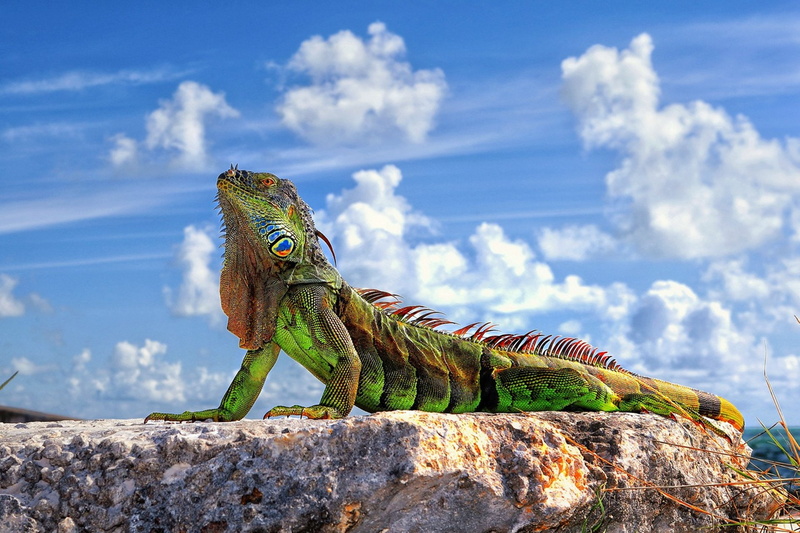 1080P, Animales, Reptil, iguana