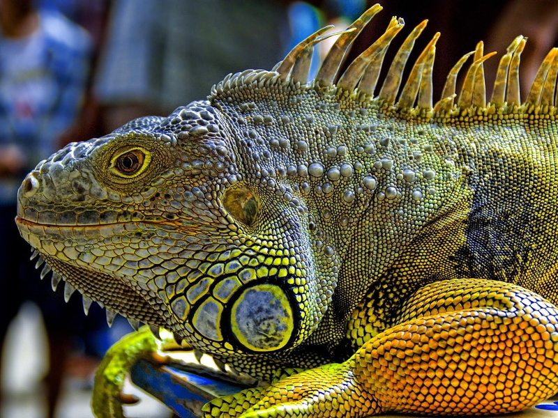 reptiles, animals, iguana, nature, 1080P, wildlife
