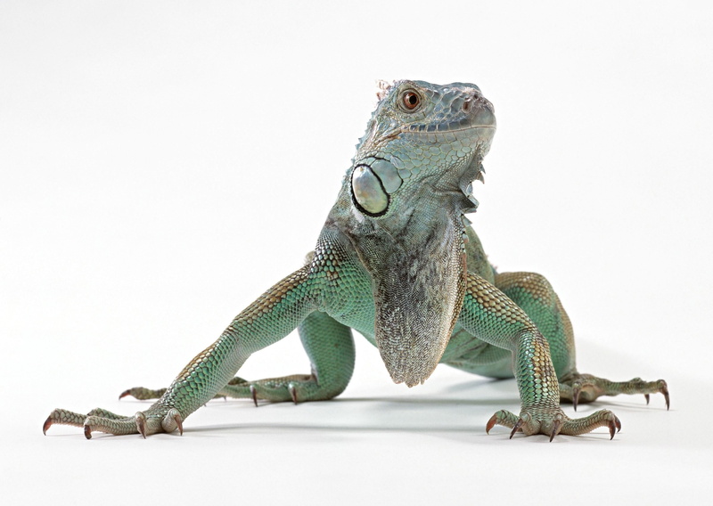 teal, animals in captivity, animal wildlife, one Animal, aggression, studio shot, land, gray, animal themes, chameleon, lizard, pets, 2K, green Color