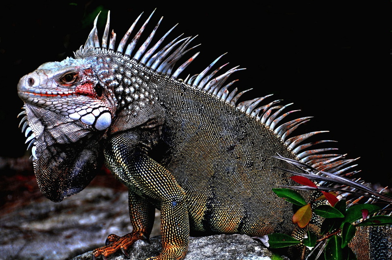 nature, iguana, 1080P, animals