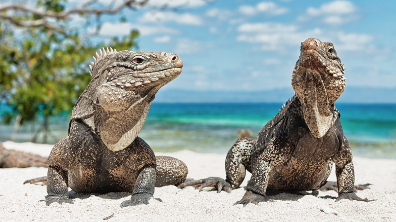 reptile, animal wildlife, focus on foreground, water, 1080P, marine, day, animal, outdoors, two animals, animal themes, nature, beach, vertebrate, lizard