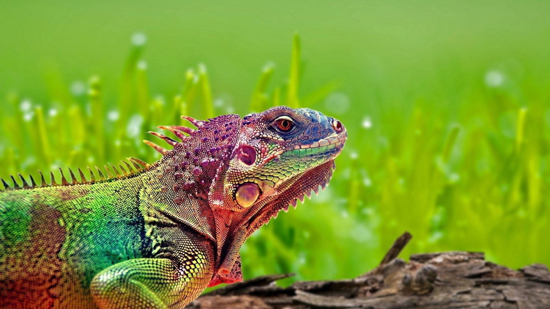 lizard, colorful, no people, reptiles, reptile, one animal, animals, animal body part, land, animals in the wild, grass, close-up, green color, animal wildlife