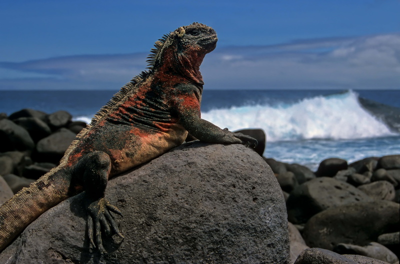 animal themes, day, beauty in nature, pacific Ocean, rock, water, ecuador, reptile, beach, focus on foreground, horizon over water, nature, island, coastline