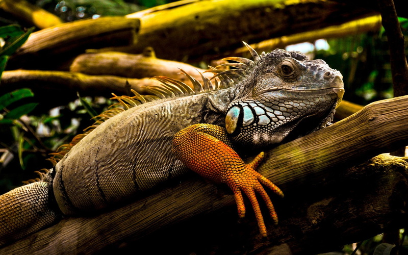 1080P, animal, one animal, animal themes, no people, iguana, bearded dragon, close-up, looking, animal wildlife, animal scale, reptile, animal body part