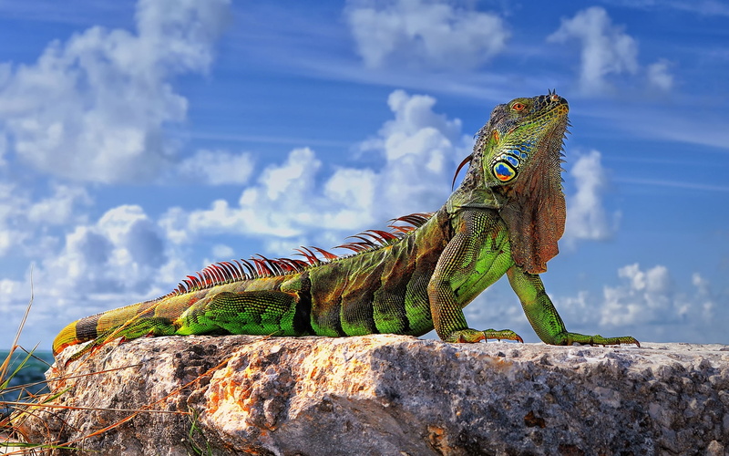 green, iguana, 1080P