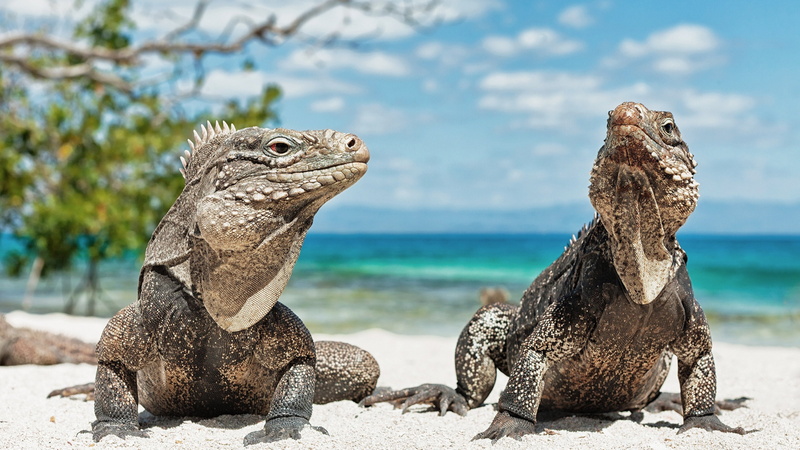 iguanas, reptiles, 4K, playa, animales