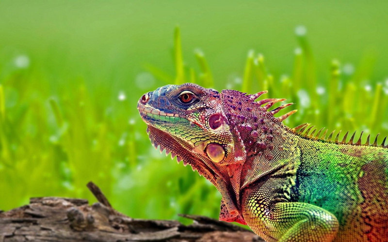 animal scale, vertebrate, animals, one animal, colorful, lizard, desktop, close-up, reptiles, plant, day, animal head, nature, side view, 4K, animal themes