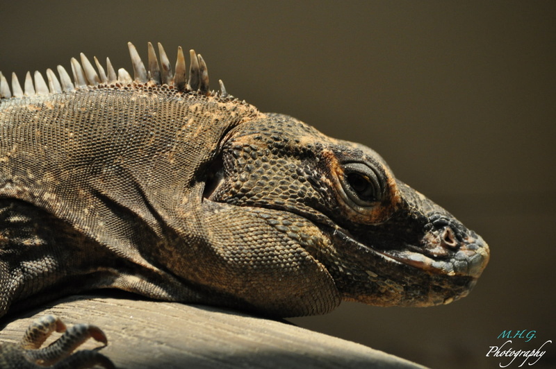 intellectual, pictures, wildlife, lizard, 720P, iguana, nature, animal, reptile