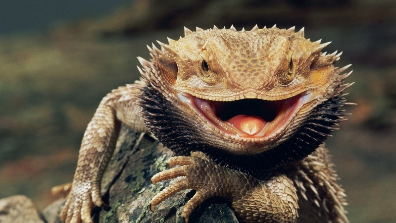 mouth, reptile, animal teeth, no people, nature, 4K, animals, animal eye, vertebrate, portrait, focus on foreground, iguana, animal mouth, one animal