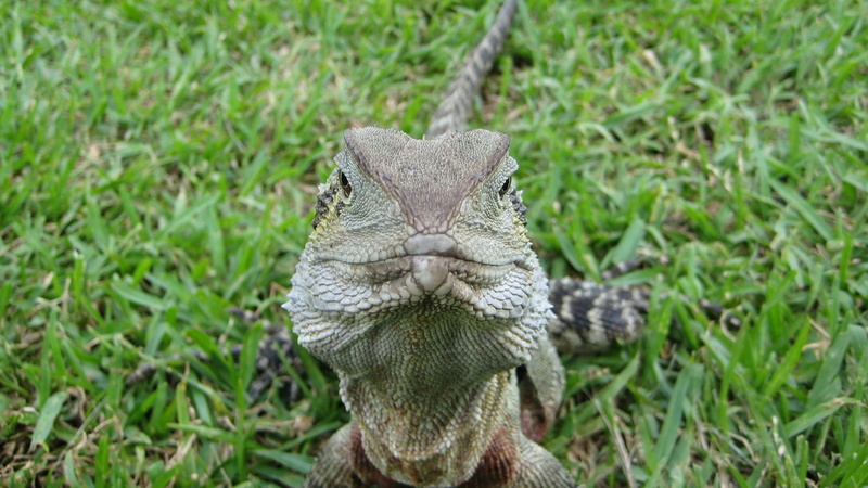 field, vertebrate, animal body part, nature, green, portrait, green color, animal themes, outdoors, one animal, grass, animals in the wild, iguana, animal