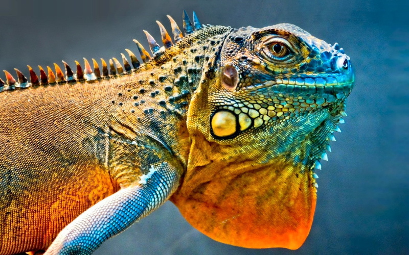 Lizard, Reptiles, animal markings, profile view, animal eye, natural pattern, animal, animal themes, no people, animal body part, one animal, day, animals in the wild