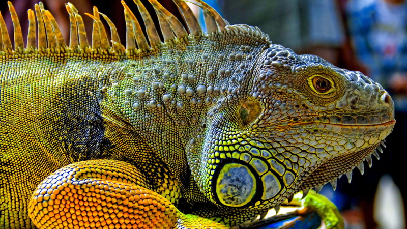 Green, 4K, Reptiles, Head, Iguana, close