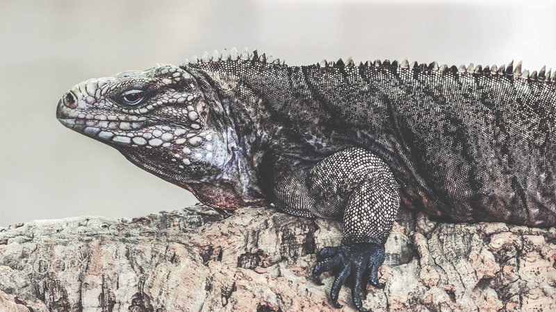 rock, animal themes, side view, reptiles, nature, outdoors, vertebrate, solid, animal wildlife, animal, animal scale, profile view, 1080P, lizard, close-up