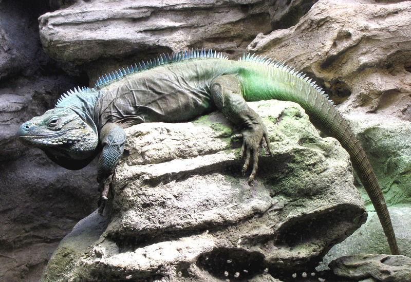 blue, rock, Grand  Cayman  Blue  Iguana, Chicago  Illinois, Shedd  Aquarium, cayman, reptile, grand, komodo dragon, nature, dragon, lizard, iguana, animal
