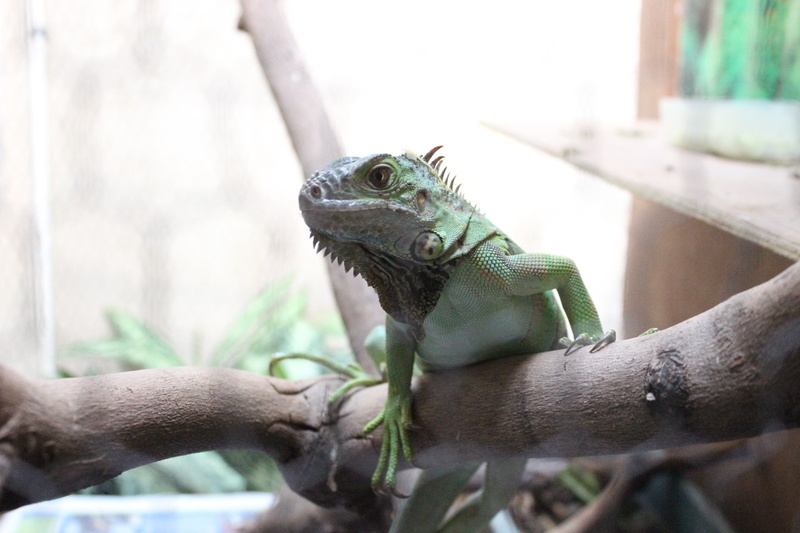 nature, closeup, lizard, reptiles, animal, day, reptile, plant, iguana, bearded dragon, animal wildlife, animals in the wild, vertebrate, animal themes