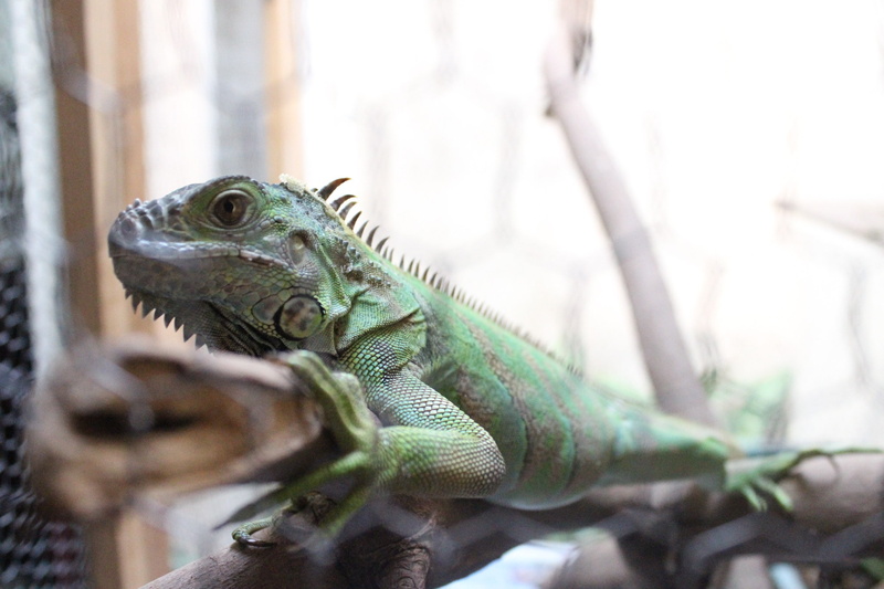 lizard, animal eye, animal head, focus on foreground, nature, closeup, 2K, no people, close-up, green color, animal, animals in the wild, animals, animal scale