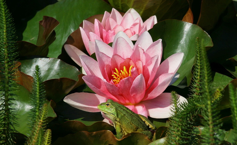 petal, lotus, no people, nature, 2K, pollen, Reptiles and Frogs, leaf, vulnerability, inflorescence, flowers, Frog, growth, Pink, fragility, pink color