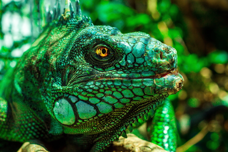 day, no people, rainforest, carnivore, dragon, wildlife, tropical Climate, vertebrate, black, animals In The Wild, macro, lizard, iguana, one animal, animal Eye