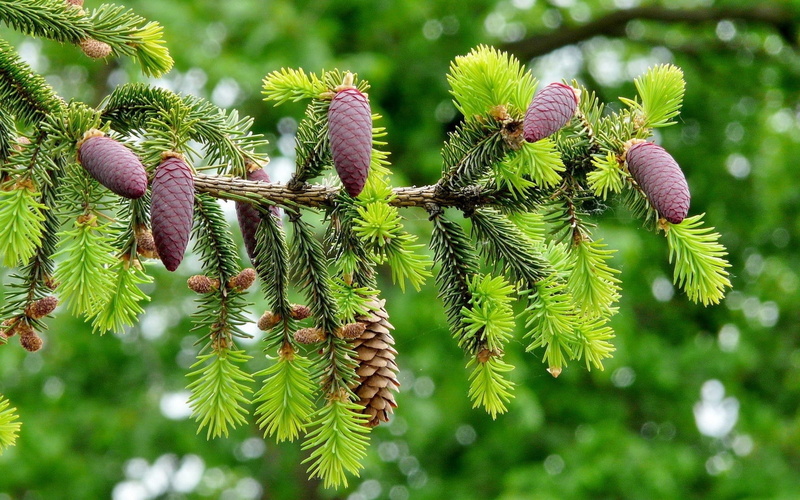 growth, plant part, fir Tree, fir branch, decoration, tree, twig, pine cones, spruce Tree, beauty in nature, tranquility, focus on foreground, green Color