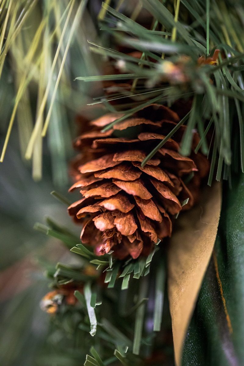 tree, 5K, pine tree, holiday, day, leaf, focus on foreground, needle - plant part, outdoors, pinecone, nature, growth, plant, land, pine cone, green, coniferous tree