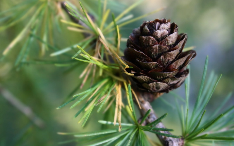 pine, macro, nature, 1080P, cone, pinecone, brown, hd