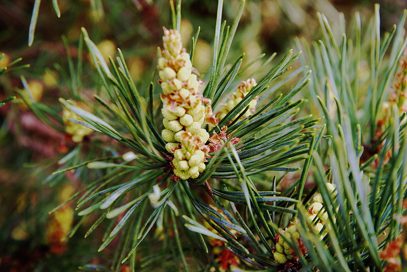 brown, selective focus, needles, pine tree, focus on foreground, branch, day, fruit, nature, growth, 5K, green, healthy eating, cones, evergreen tree