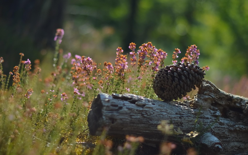 purple, pinecone, 2K, timber, yellow, brown, nature, flowers, landscapes, macro, photos, cluster