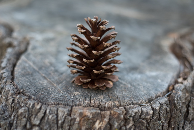 tree trunk, pine Cone, selective focus, winter, backgrounds, day, coniferous tree, textured, focus on foreground, nature, brown, natural pattern, close-up