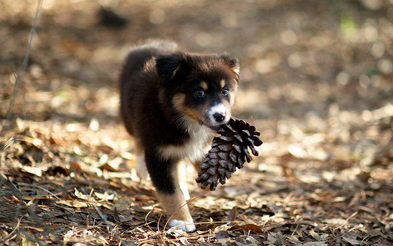 brown, Pine, Puppy, pinecone, Picking, cones, Cute, 1080P