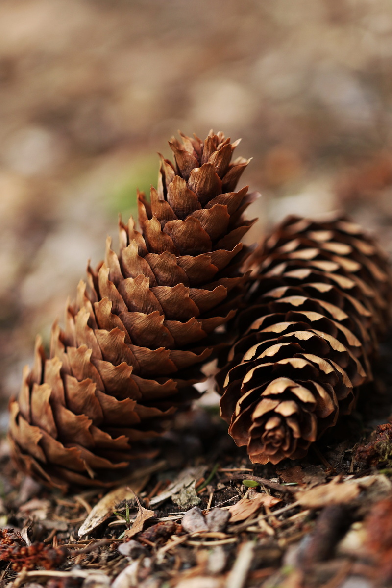 Forrest, outdoors, food and drink, beauty in nature, leaf, Wood, pattern, selective focus, brown, coniferous tree, day, focus on foreground, Nature, food