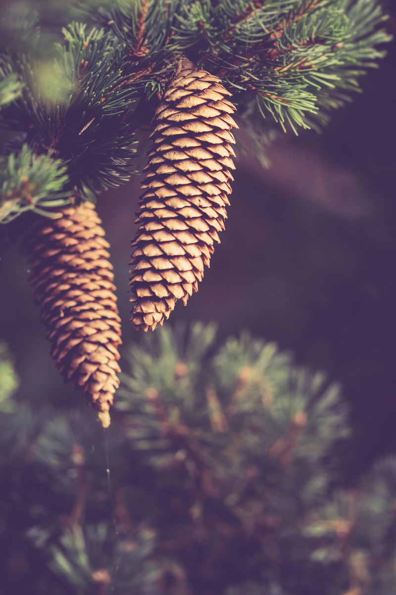 autumn decoration, branch, 5K, tranquility, focus on foreground, forest, tree, beauty in nature, nature, sunlight, decoration, pinecones, pine tree, spiky