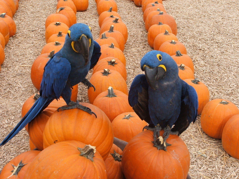 720P, halloween, tropical, parrot, desktop, macaw, bird