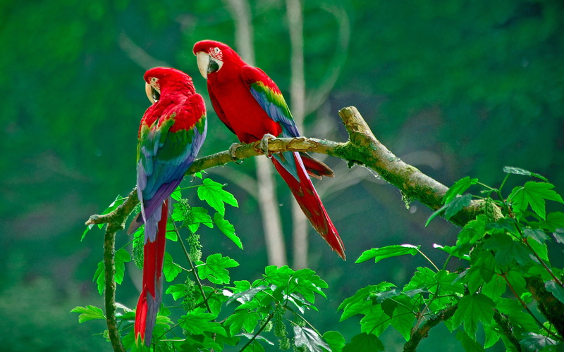 branch, Nature, tail feathers, leaves, beak, forest, parrot, parrots, 2K, pair