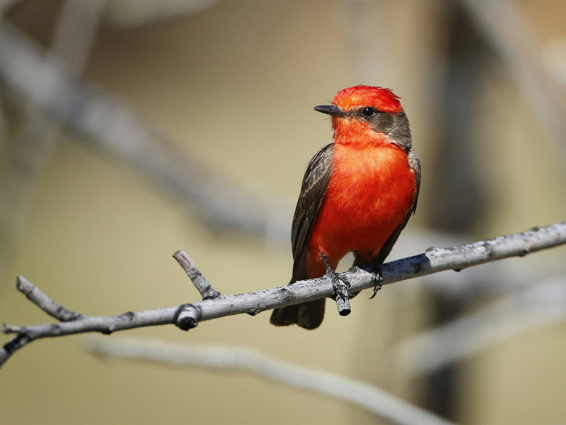 Bird, Red, Twigs, 1080P, Feather