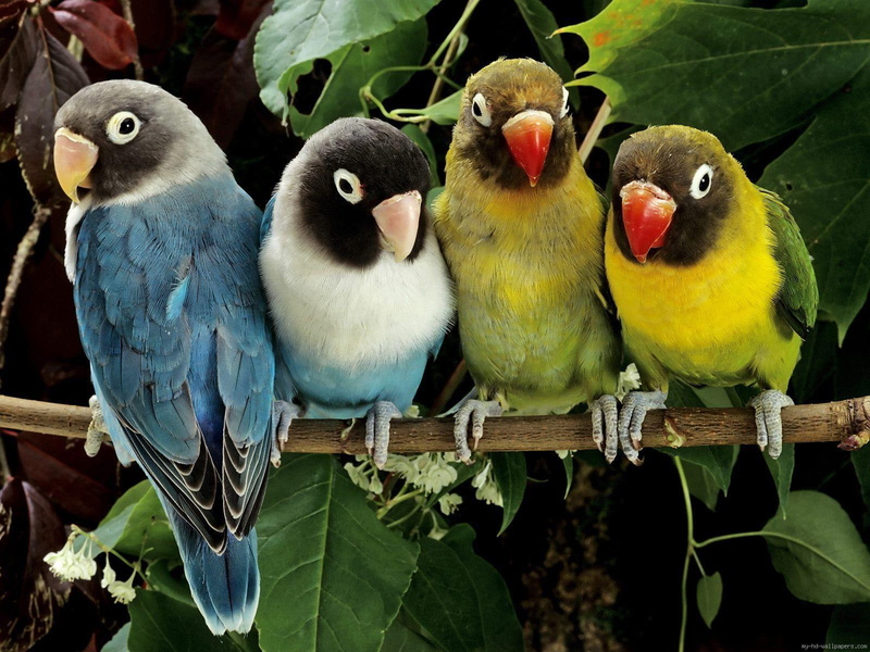 group, short, birds, 720P, parrot, animal, family, bird, beak