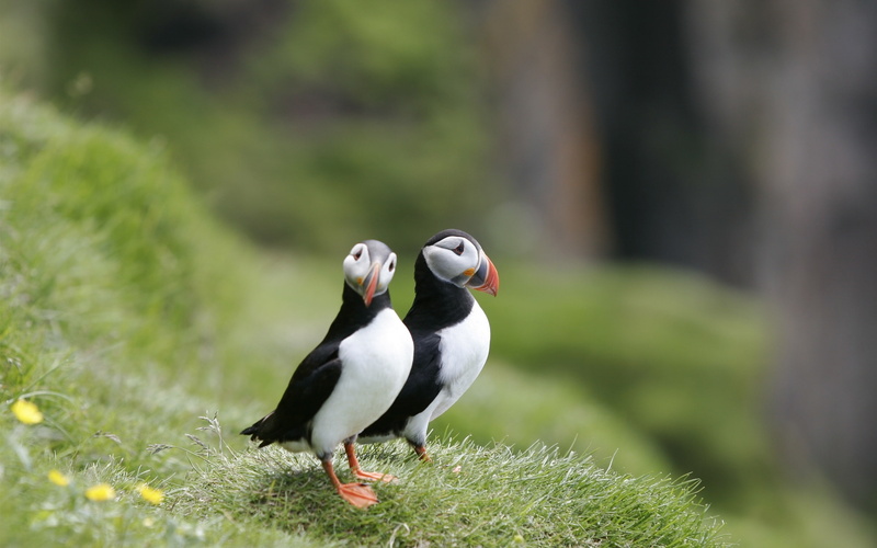 Grass, Puffins, 2K, Two, Birds