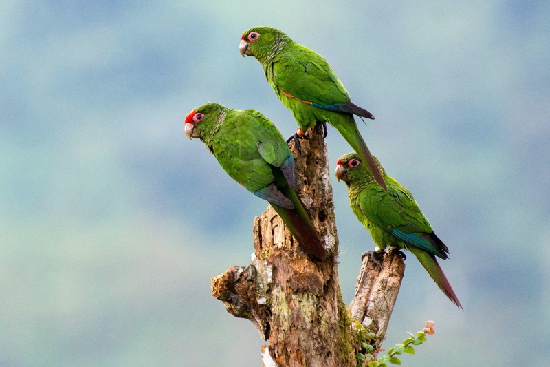 nature, 1080P, parrot, animals, birds