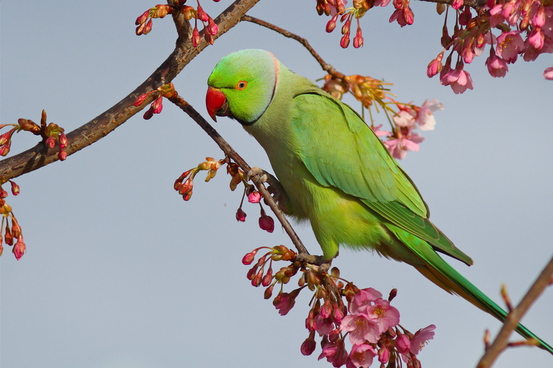 1080P, Sakura, Alexandrine parrot Kramer, bird, flowering, Indian ringed parrot, parrot, branches