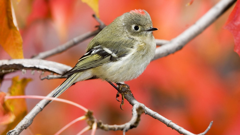 branch, nature, beak, 1080P, bird
