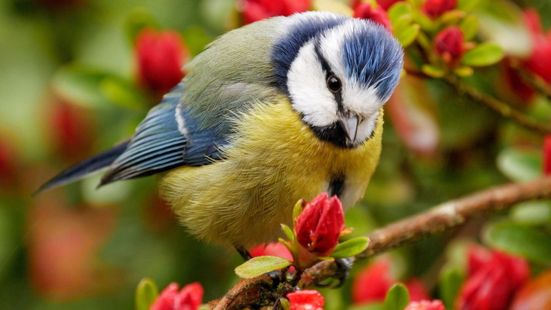 vertebrate, plant, bird, branch, tree, nature, black, beauty in nature, toy, parrot, animals in the wild, flowers, focus on foreground, plush, 1080P, no people