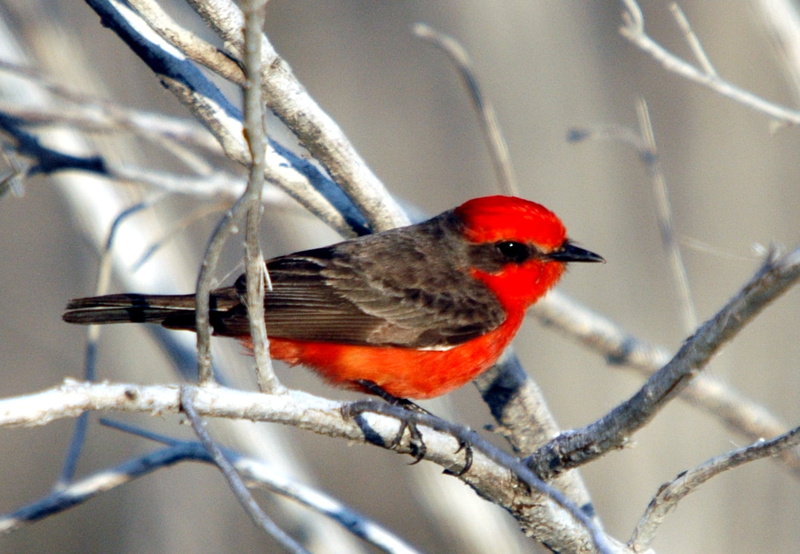 feather, Del Rio, bird, red and black, Shield, animal, TX, Vermilion Flycatcher, branch, outdoors, cardinal, perching, black, Lake Amistad, tree branch