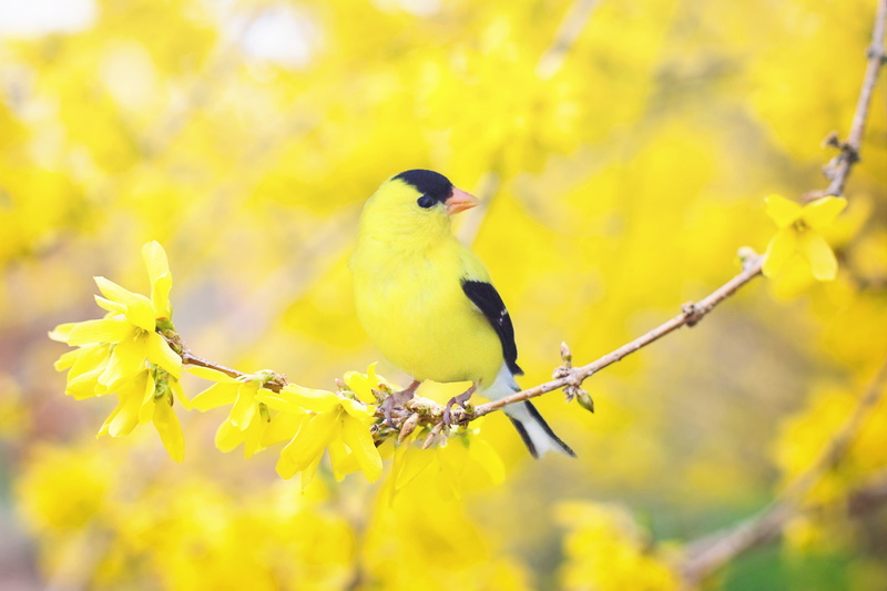 colorful, yellow, flowering plant, 4K, flower, vertebrate, flowering tree, spring bird, focus on foreground, tree, shift, animal wildlife, branch, one animal