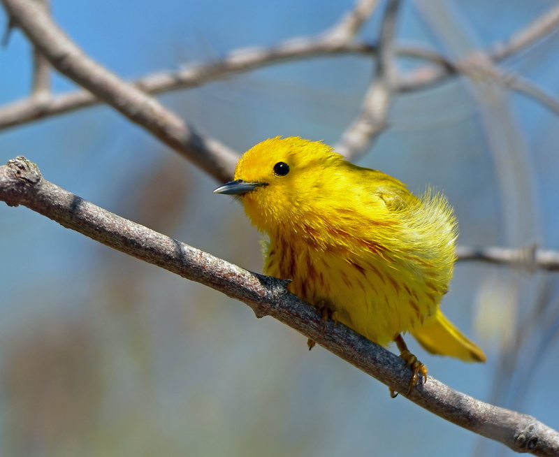 photography, tree, outdoors, warbler, selective focus, Male, 4K, perching, songbird, bird, beak, animals In The Wild, selective, short, wildlife, nature