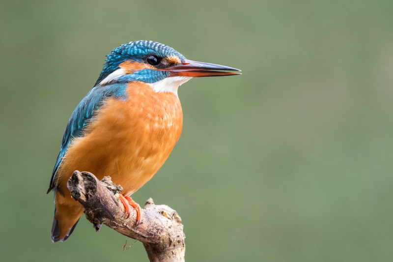 Feldberger Seenlandschaft, river, Eurasian Kingfisher, bird, kingfisher, nature, multi Colored, beak, River Kingfisher, Eisvogel, focus, Mecklenburg-Vorpommern