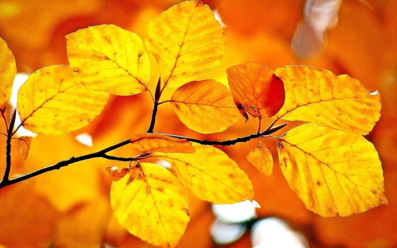 autumn, orange, yellow, branch, tree, leaves, picture, 1080P