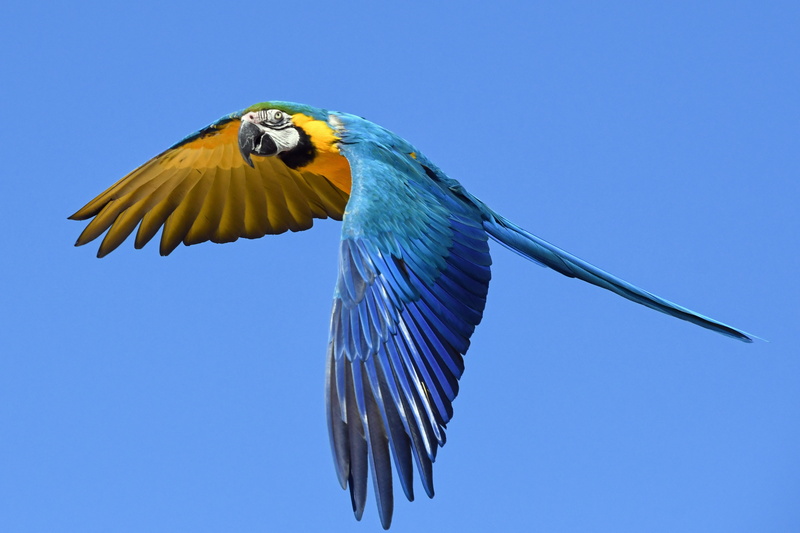 one animal, wing, daytime, outdoors, animals in the wild, nature, clear sky, animal wildlife, animal body part, spread wings, flying, fly, motion, 4K