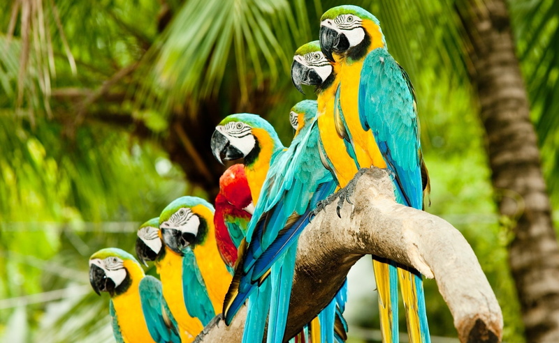 animal wildlife, group of animals, several, Blue, parrot, yellow, bird, two animals, nature, animal themes, Birds, Macaw, perching, Gold, vertebrate, tree