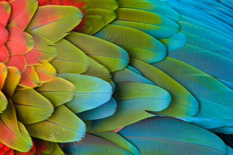 color Image, leaf, full frame, indoors, botany, creativity, flower, pattern, no People, red, variation, choice, multi Colored, macaw, blue, textile, macro