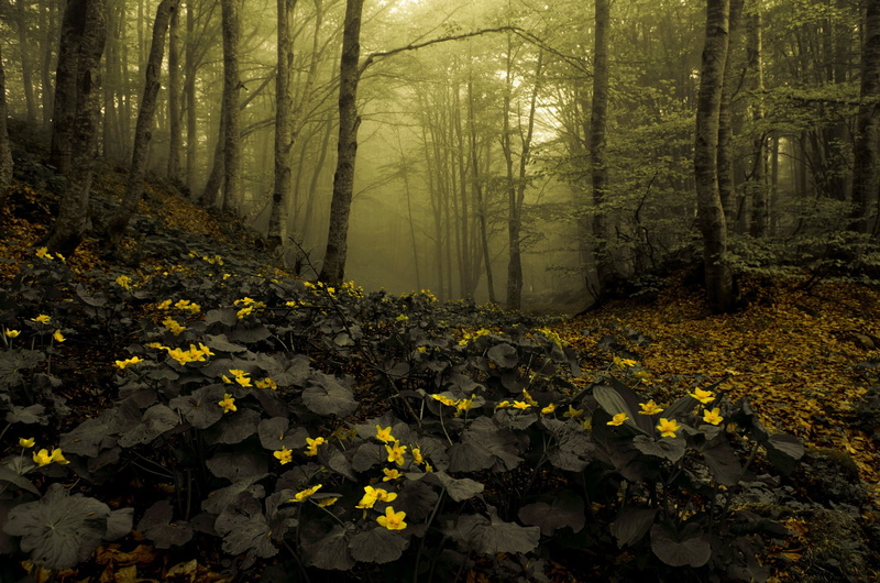 deep forest, flower head, trunk, forest, tree, no people, outdoors, yellow, flowering plant, day, plant, flower, nature, vulnerability, land, brown, tranquility